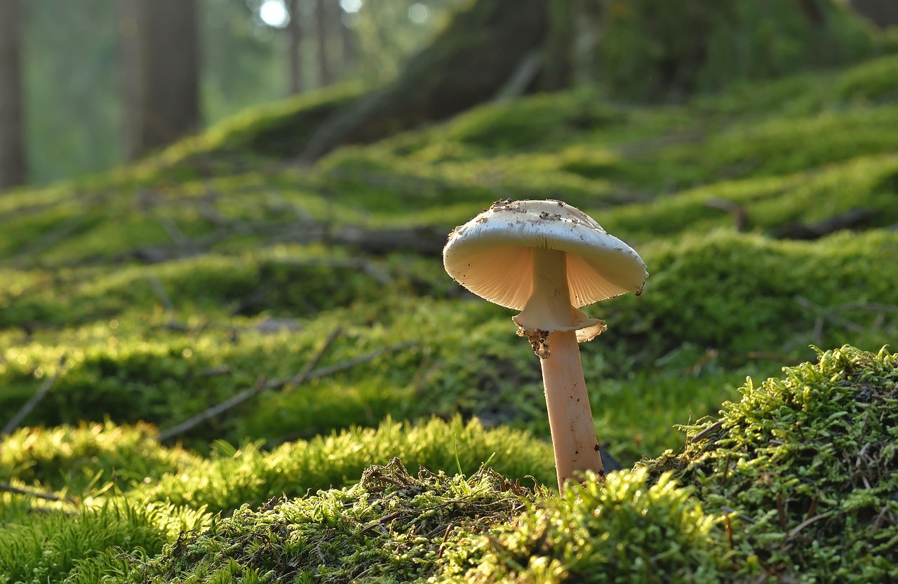 Mushrooms representing Mellow Mushroom's vegan pizza options